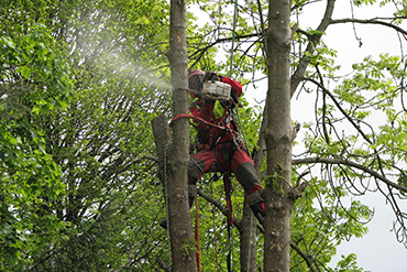BAUMPFLEGE & WURZELSTOCKFRÄSEN BAUMPFLEGE & WURZELSTOCKFRÄSEN